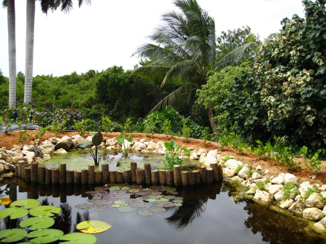 Pond lily pads bird garden free wallpaper for desktop - medium preview image