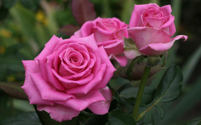 Pink rose green leaves blurry #17 free wallpaper for desktop - medium preview image