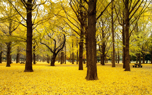 Autumn park bench trees leaves free wallpaper for desktop - medium preview image