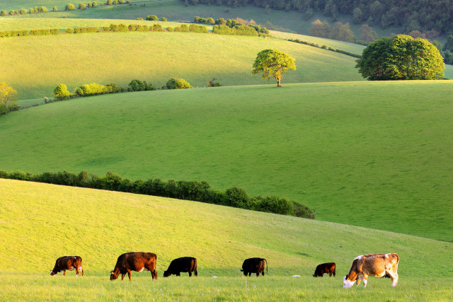 Cattle grazing hillside landscape trees free wallpaper for desktop - medium preview image