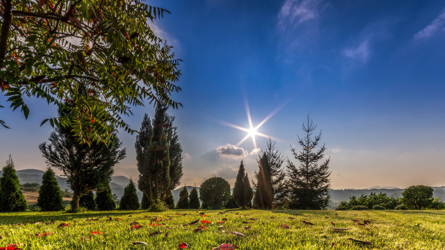 Field trees flowers sun blue #2 free wallpaper for desktop - medium preview image