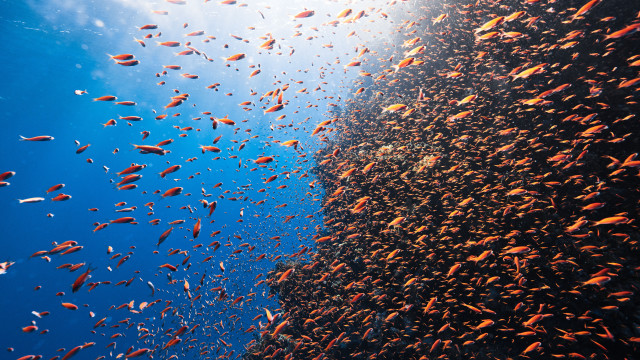 Ocean fish cliff blue sky free wallpaper for desktop - medium preview image