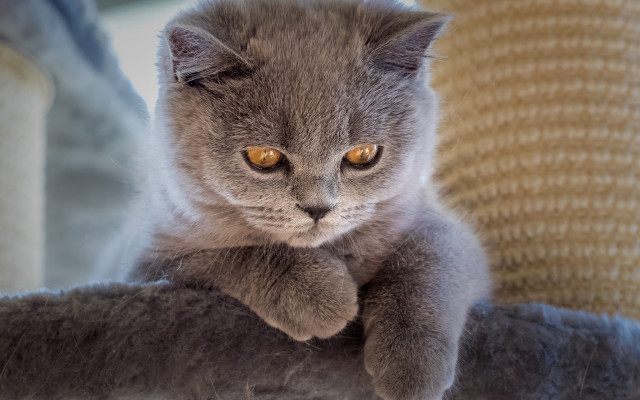 Sad cat sitting cat tree #2 free wallpaper for desktop - medium preview image