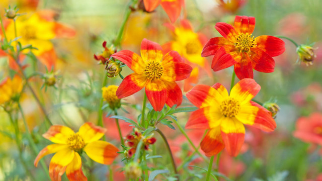 Flower field summer vibrancy blurry free wallpaper for desktop - medium preview image