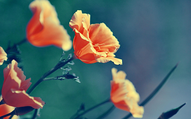 Orange flowers blurry background macro free wallpaper for desktop - medium preview image