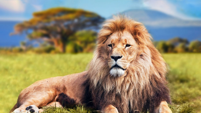 Lion field mountains clouds blue #2 free wallpaper for desktop - medium preview image