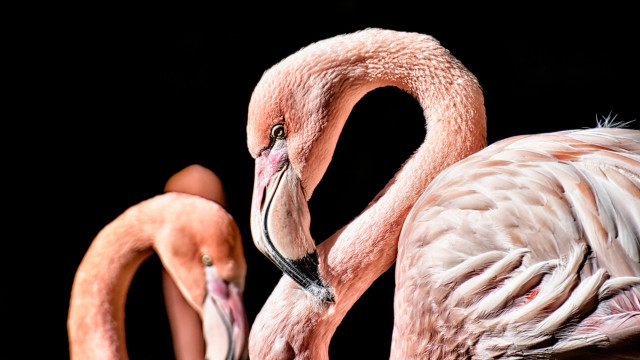 Flamingos eye focus open mouth free wallpaper for desktop - medium preview image