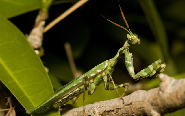 Praying mantis branch leaves green free wallpaper for desktop - medium preview image