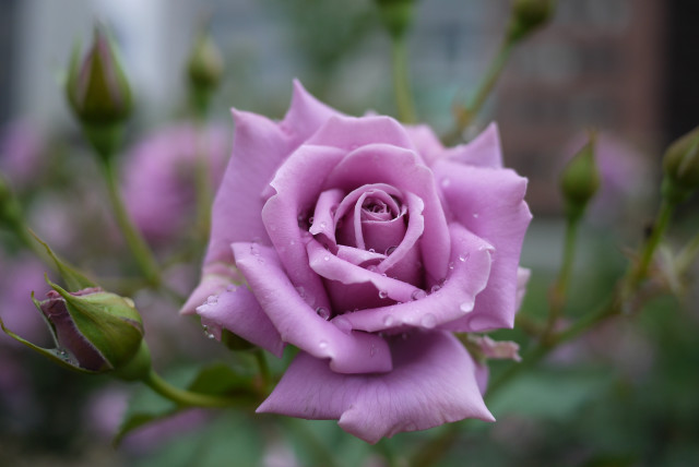 Pink rose water drops macro free wallpaper for desktop - medium preview image