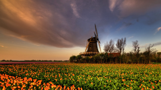 Windmill flower field cloudy sky free wallpaper for desktop - medium preview image