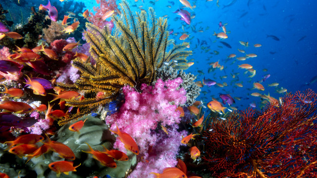 Coral reef colorful fish sunny free wallpaper for desktop - medium preview image