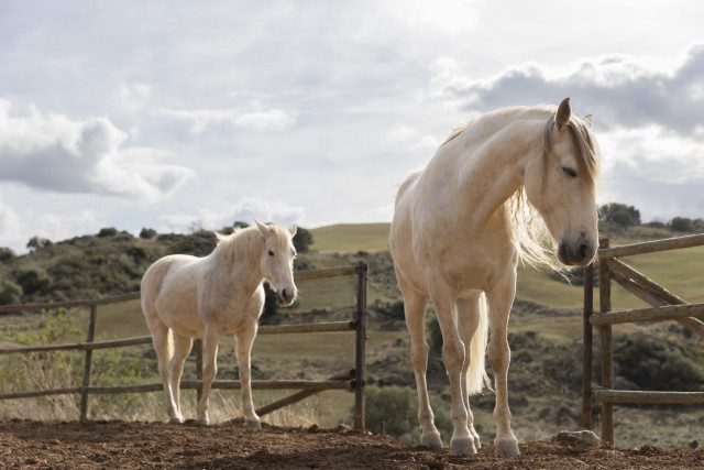 Horses fenced area cloudy sky #2 free wallpaper for desktop - medium preview image