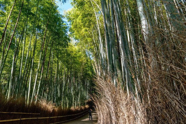 Bamboo path forest nature sky free wallpaper for desktop - medium preview image