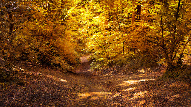 Dirt path trees yellow leaves free wallpaper for desktop - medium preview image