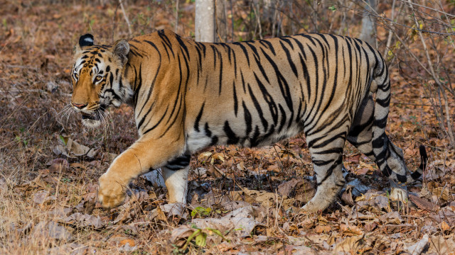 Tiger forest leaves blurry background #2 free wallpaper for desktop - medium preview image