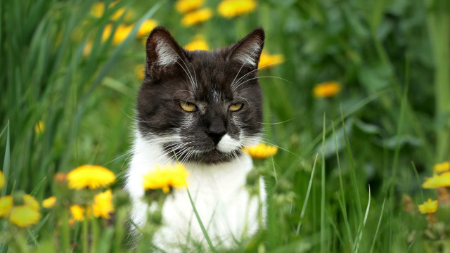 Sad cat flower field blurry free wallpaper for desktop - medium preview image