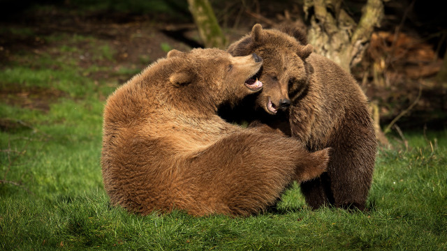 Brown bears playing in grass free wallpaper for desktop - medium preview image