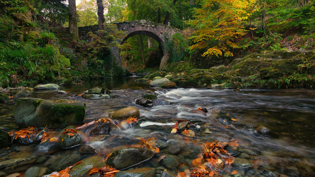 Forest stream autumn leaves fire free wallpaper for desktop - medium preview image