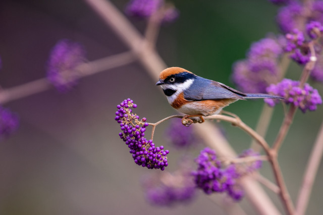Small bird purple flower bokeh free wallpaper for desktop - medium preview image