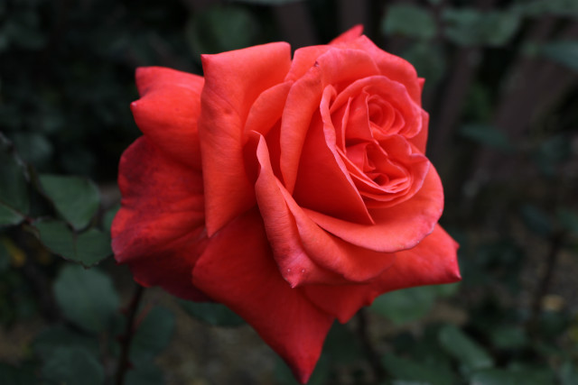 Red rose green leaves bokeh free wallpaper for desktop - medium preview image