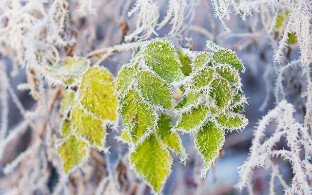 Frosted green leaf macro winter free wallpaper for desktop - medium preview image