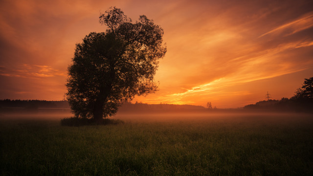 Sunset fog tree mountain lake free wallpaper for desktop - medium preview image