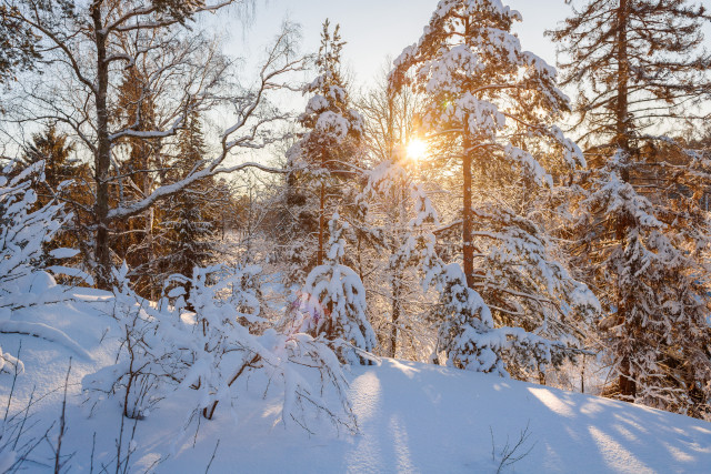 Snowy forest sunshine bare trees free wallpaper for desktop - medium preview image