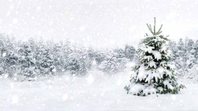 Small christmas tree snowy forest free wallpaper for desktop - medium preview image