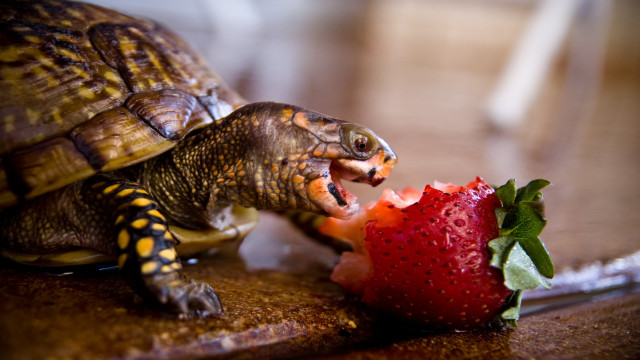 Turtle strawberry table ecological art free wallpaper for desktop - medium preview image