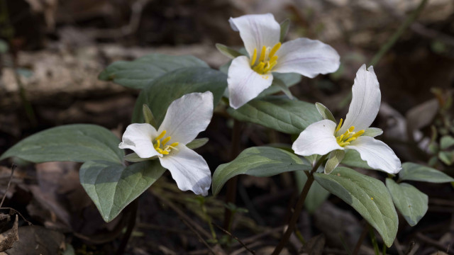 White flower lily leaves woods free wallpaper for desktop - medium preview image