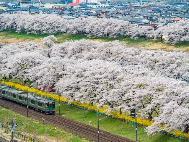 Train park blooming trees bridge free wallpaper for desktop - medium preview image