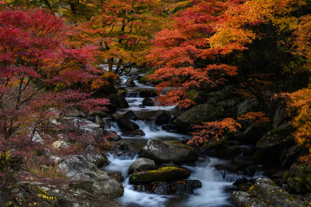 Autumn forest stream leaves fire free wallpaper for desktop - medium preview image