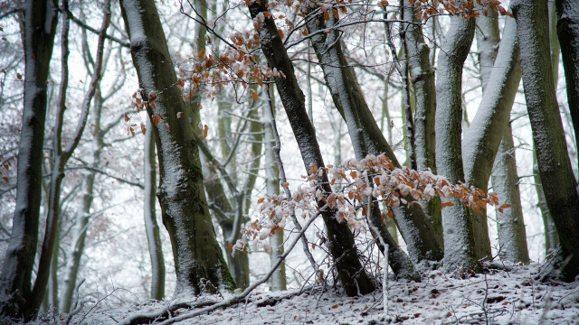 Snowy forest orange leaves winter free wallpaper for desktop - medium preview image