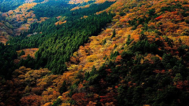Autumn forest vivid colors plane free wallpaper for desktop - medium preview image