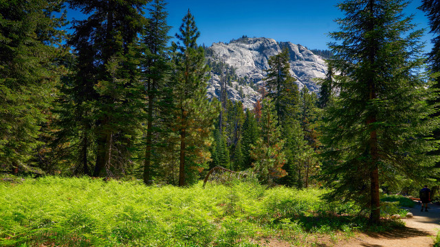 Woodland trail mountain person park free wallpaper for desktop - medium preview image