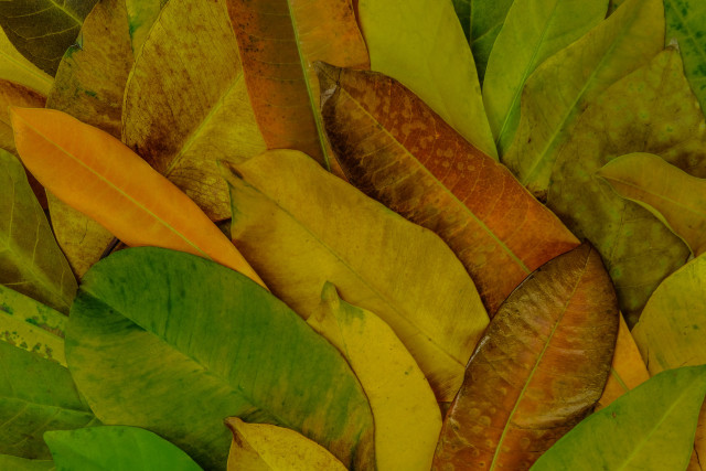 Leaves table top warm colors free wallpaper for desktop - medium preview image