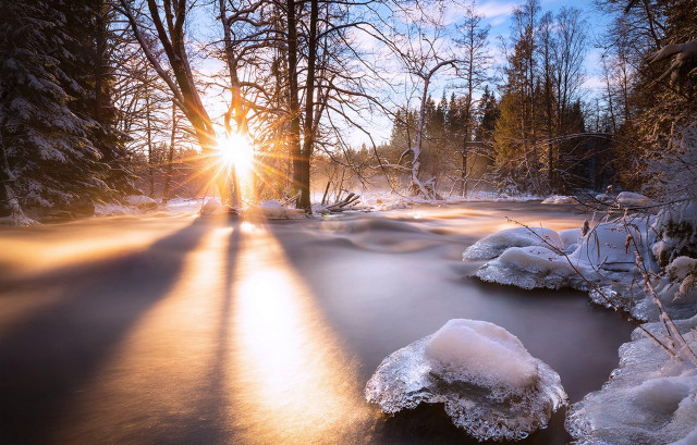 Sunshine snowy forest ice trees free wallpaper for desktop - medium preview image