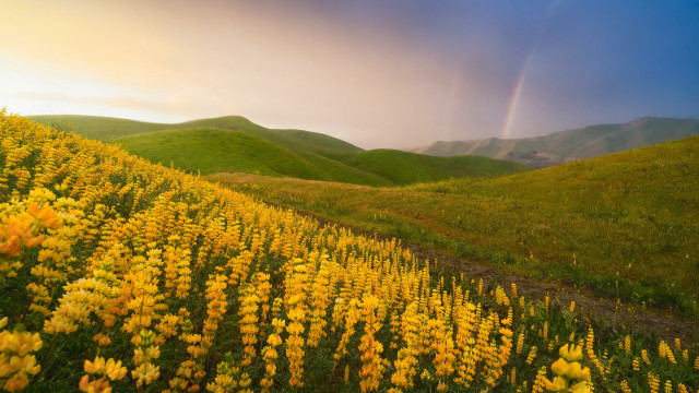 Yellow flower rainbow sunset autumn free wallpaper for desktop - medium preview image