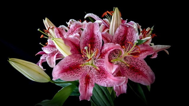 Pink flowers bouquet black background free wallpaper for desktop - medium preview image