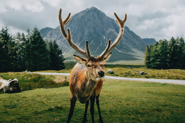 Deer antlers field mountains road free wallpaper for desktop - medium preview image