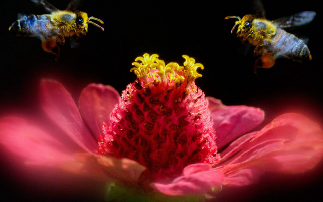 Bees pinkflower macro ecological fire free wallpaper for desktop - medium preview image
