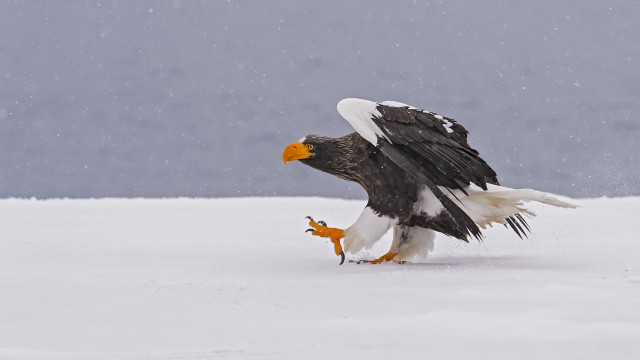 Bald eagle landing snowy ground free wallpaper for desktop - medium preview image