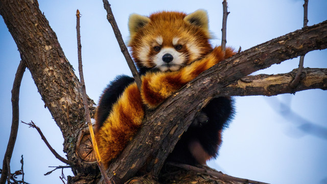 Red panda tree blue sky free wallpaper for desktop - medium preview image