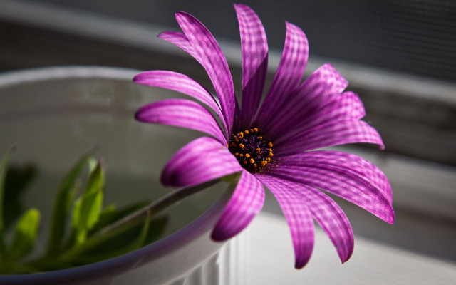 Purple flower white bowl windowsill #2 free wallpaper for desktop - medium preview image