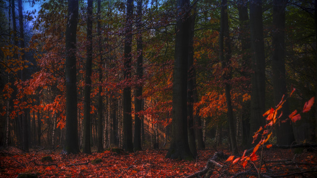 Autumn forest leaves fallen tree free wallpaper for desktop - medium preview image