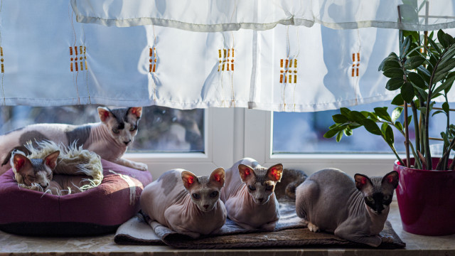 Hairless cats cushion window potted free wallpaper for desktop - medium preview image