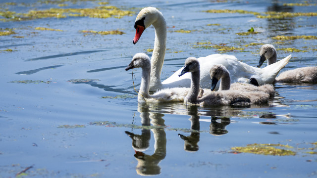 Swans babies lake food naturalism free wallpaper for desktop - medium preview image