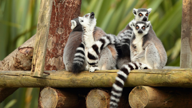 Lemurs wooden platform zoo blurry free wallpaper for desktop - medium preview image
