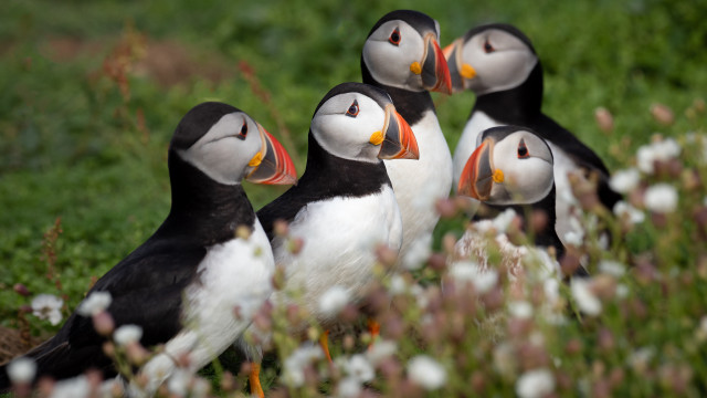 Birds green field flower bokeh free wallpaper for desktop - medium preview image