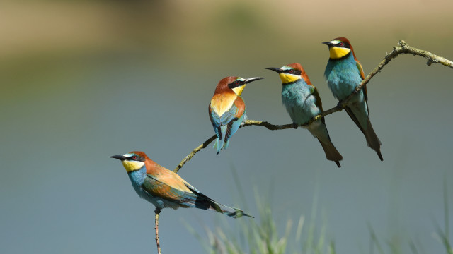 Birds branch water ecological art free wallpaper for desktop - medium preview image